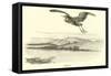 Heron-null-Framed Stretched Canvas