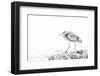 Heron-Janet Slater-Framed Photographic Print