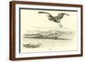 Brown Frame