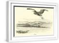 White Frame