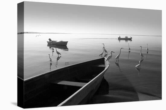 Herons and 3 Boats-Moises Levy-Stretched Canvas