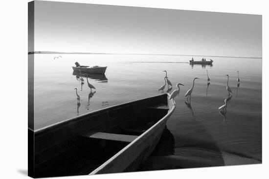 Herons and 3 Boats-Moises Levy-Stretched Canvas