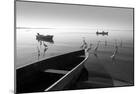 Herons and 3 Boats-Moises Levy-Mounted Photographic Print
