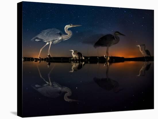 Herons At Night On Lake Csaj, Kiskunsag National Park, Hungary. Winner Of The Birds Category-Bence Mate-Stretched Canvas