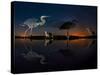 Herons At Night On Lake Csaj, Kiskunsag National Park, Hungary. Winner Of The Birds Category-Bence Mate-Stretched Canvas