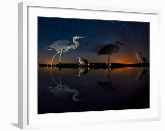 Herons At Night On Lake Csaj, Kiskunsag National Park, Hungary. Winner Of The Birds Category-Bence Mate-Framed Photographic Print