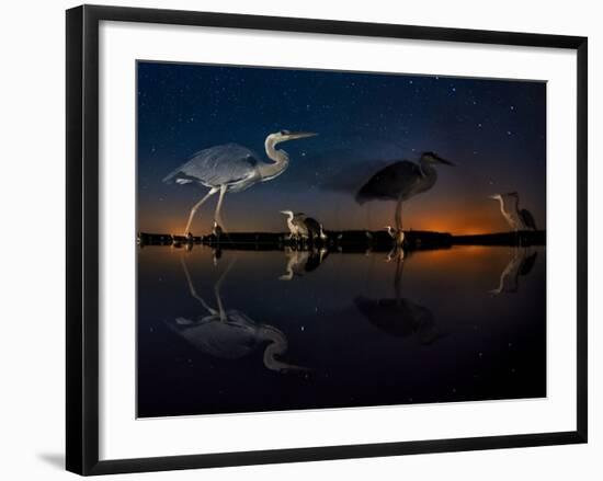 Herons At Night On Lake Csaj, Kiskunsag National Park, Hungary. Winner Of The Birds Category-Bence Mate-Framed Photographic Print