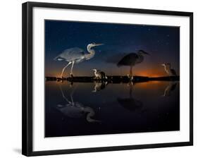 Herons At Night On Lake Csaj, Kiskunsag National Park, Hungary. Winner Of The Birds Category-Bence Mate-Framed Photographic Print