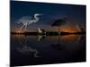 Herons At Night On Lake Csaj, Kiskunsag National Park, Hungary. Winner Of The Birds Category-Bence Mate-Mounted Photographic Print