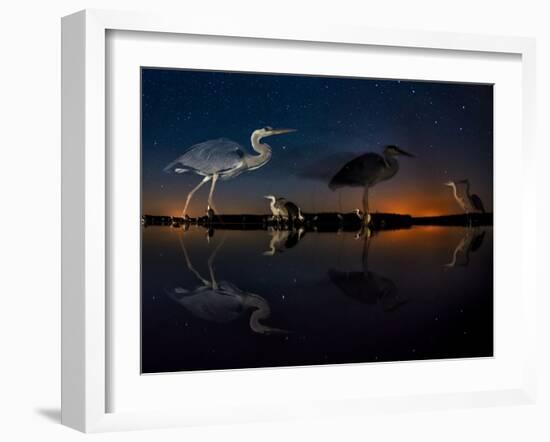 Herons At Night On Lake Csaj, Kiskunsag National Park, Hungary. Winner Of The Birds Category-Bence Mate-Framed Photographic Print