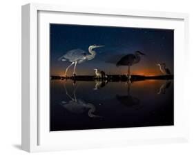 Herons At Night On Lake Csaj, Kiskunsag National Park, Hungary. Winner Of The Birds Category-Bence Mate-Framed Photographic Print