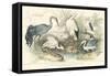 Herons, Egrets & Cranes-J Stewart-Framed Stretched Canvas