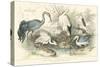 Herons, Egrets & Cranes-J Stewart-Stretched Canvas