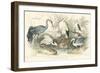 Herons, Egrets & Cranes-J Stewart-Framed Art Print