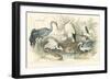 Herons, Egrets & Cranes-J Stewart-Framed Art Print