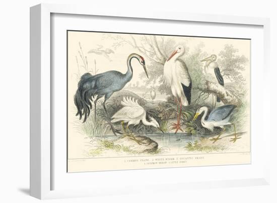 Herons, Egrets & Cranes-J Stewart-Framed Art Print