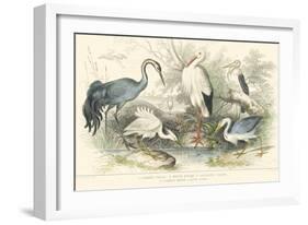 Herons, Egrets & Cranes-J Stewart-Framed Art Print