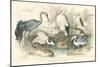 Herons, Egrets & Cranes-J Stewart-Mounted Art Print