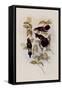 Herran's Thorn-Bill, Ramphomicron Herrani-John Gould-Framed Stretched Canvas