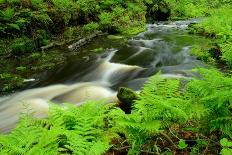 Ferns by Forest Stream-herreid-Photographic Print