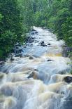 Ferns by Forest Stream-herreid-Photographic Print