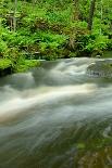 Ferns by Forest Stream-herreid-Photographic Print