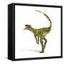 Herrerasaurus Dinosaur on White Background-null-Framed Stretched Canvas