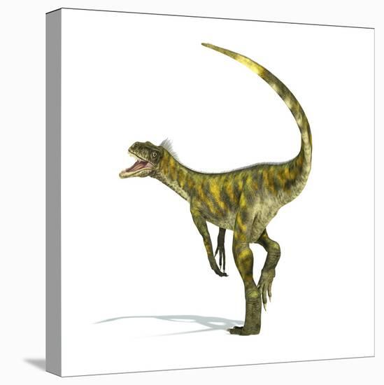 Herrerasaurus Dinosaur on White Background-null-Stretched Canvas