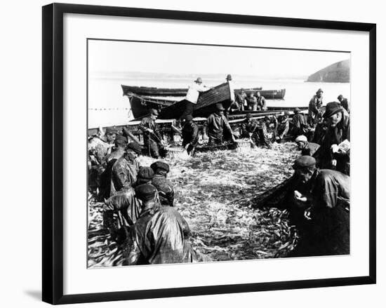 Herring Catch, C.1890-null-Framed Photographic Print