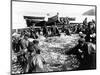 Herring Catch, C.1890-null-Mounted Photographic Print