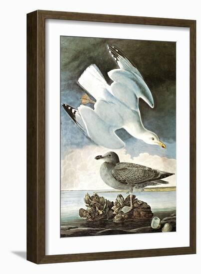 Herring Gull & Black Duck-John James Audubon-Framed Art Print