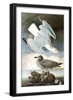 Herring Gull & Black Duck-John James Audubon-Framed Art Print