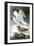 Herring Gull & Black Duck-John James Audubon-Framed Art Print