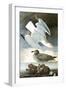 Herring Gull & Black Duck-John James Audubon-Framed Art Print