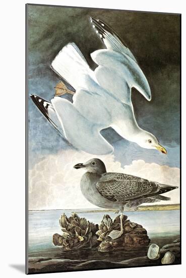 Herring Gull & Black Duck-John James Audubon-Mounted Art Print