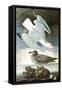 Herring Gull & Black Duck-John James Audubon-Framed Stretched Canvas