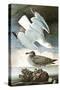 Herring Gull & Black Duck-John James Audubon-Stretched Canvas