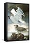 Herring Gull & Black Duck-John James Audubon-Framed Stretched Canvas