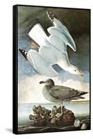 Herring Gull & Black Duck-John James Audubon-Framed Stretched Canvas