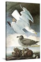 Herring Gull & Black Duck-John James Audubon-Stretched Canvas