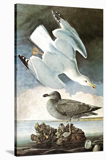 Herring Gull & Black Duck-John James Audubon-Stretched Canvas