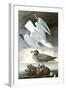 Herring Gull & Black Duck-John James Audubon-Framed Art Print