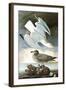 Herring Gull & Black Duck-John James Audubon-Framed Art Print