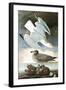 Herring Gull & Black Duck-John James Audubon-Framed Art Print