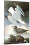 Herring Gull & Black Duck-John James Audubon-Mounted Art Print