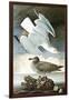 Herring Gull & Black Duck-John James Audubon-Framed Art Print