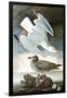 Herring Gull & Black Duck-John James Audubon-Framed Art Print