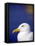Herring Gull, Cornwall, UK-Ross Hoddinott-Framed Stretched Canvas