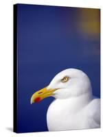 Herring Gull, Cornwall, UK-Ross Hoddinott-Stretched Canvas