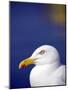 Herring Gull, Cornwall, UK-Ross Hoddinott-Mounted Photographic Print